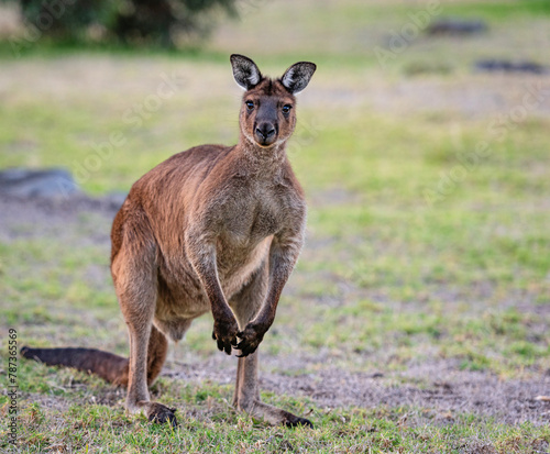 Portrait of a western grey kangaroo, Macropus Fuliginosus, subspecies Kangaroo Island kangaroo.
