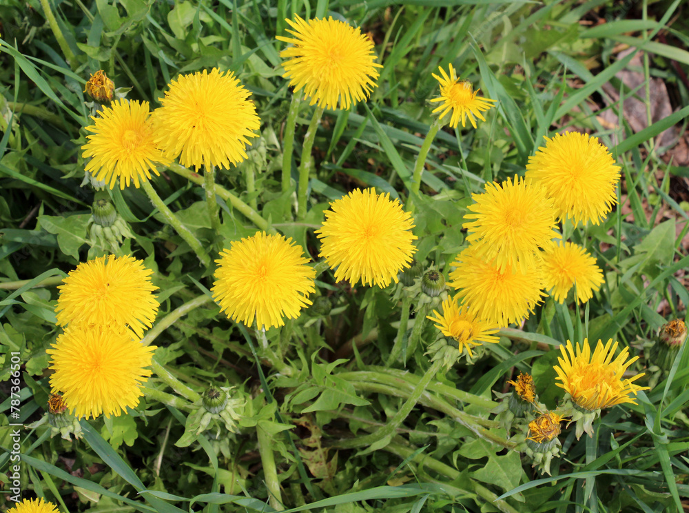 Dandelion (Taraxacum officinale) grows in nature in spring Dandelion (Taraxacum officinale) grows in nature in spring