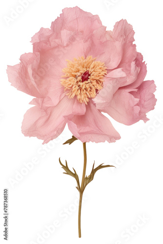 PNG Real Pressed pink peony flower blossom petal