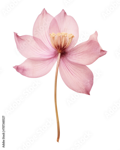 PNG Real Pressed pink lotus flower petal plant