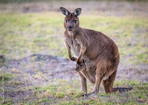 Portrait of a western grey kangaroo with joey looking out of the pouch, Macropus fuliginosus, subspecies Kangaroo Island kangaroo.