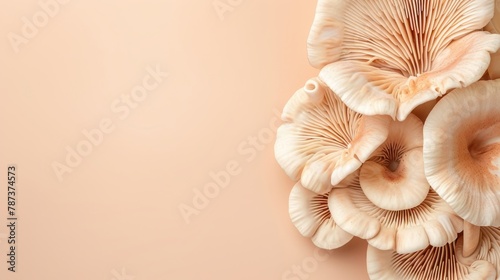 Maitake mushroom on soft pastel colored background for a delicate and elegant aesthetic display