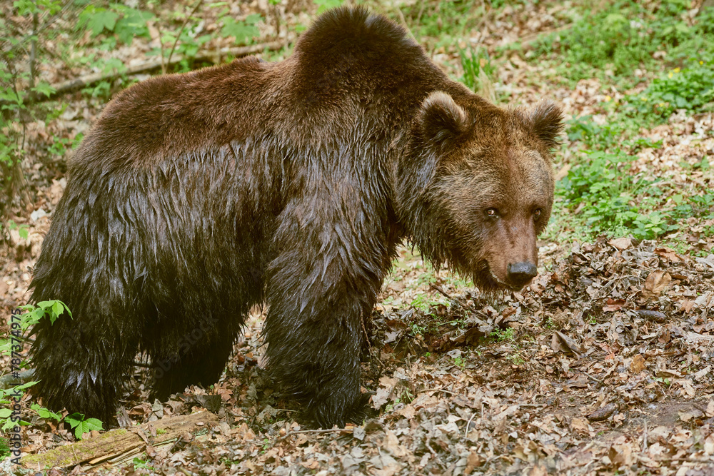 Fototapeta premium Large European brown bear looking for food.