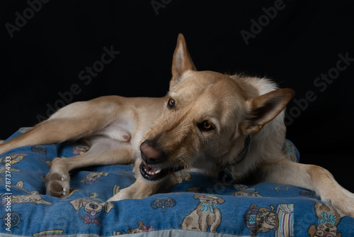 Dog posing in a studio