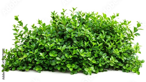 A common garden bush with small, detailed leaves and a slightly cascading form, excellent for filling out midground layers in garden compositions, isolated white background