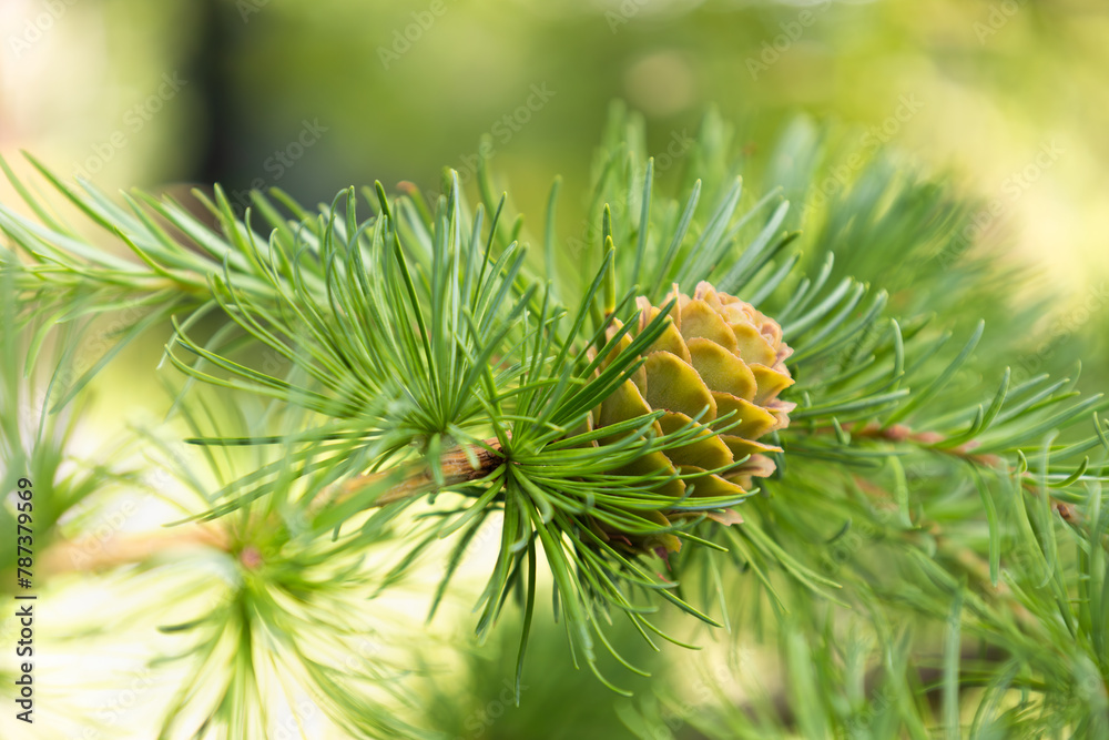 Light brown cones on the branch of European larch. Closeup of opening bud of Larix Decidua. Female cone. Natural beauty of elegant larch tree twig. Soft focus. Seasonal wallpaper for design Light brown cones on the branch of European larch. Closeup of opening bud of Larix Decidua. Female cone. Natural beauty of elegant larch tree twig. Soft focus. Seasonal wallpaper for design