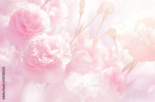 Pink carnations on a pastel background with soft focus and dreamy light. Delicate and ethereal with a floral background in gentle sunlight creating a romantic atmosphere of blooming flowers.