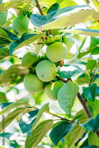 Unripe Persimmons ripening on Branch Close-Up