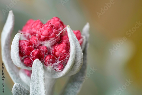 Photography Closeup on the emerging flower of the red everlasting cudweed, Helichrysum sangu