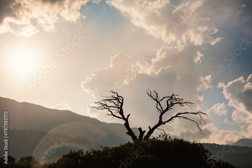 Old dry dead tree with branches against atmospheric sunset sky