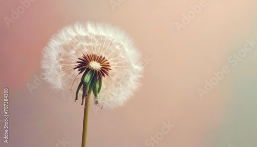 Dandelion flower isolated on a isolated pastel background Copy space Closeup for design 