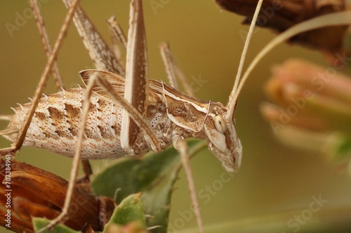 Closeup of a brown Long-horned grasshopper , Tylopsis lilifolia, in the vegetation
