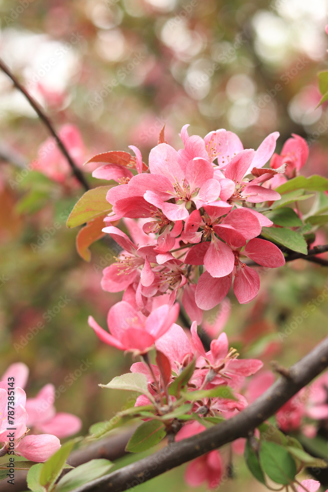 Fototapeta premium Pink apple tree flowers close up. Spring background with flowers. Nature. Close-up of pink flowers on a tree. Apple tree blooming with pink flowers in the park
