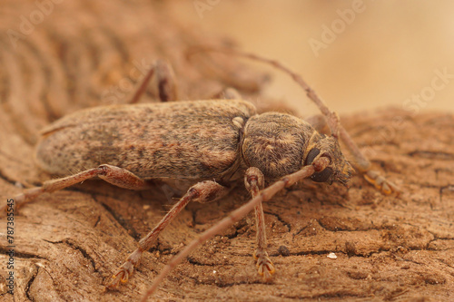 Closeup shot of a French plant parasite brown longhorn beetle, Tricheferus griseus photo