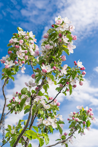 blooming appletree flowers on a branch