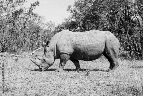 White Rhino