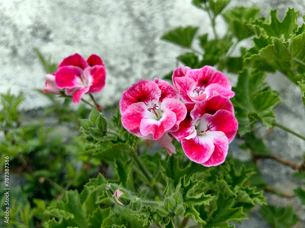 Fototapeta premium pink and white flowers