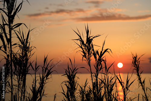 A sunset over the ocean with a bunch of tall grass in the foreground