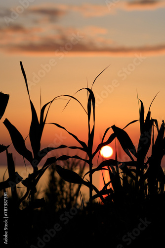A sunset over a field of tall grass with a sun in the sky