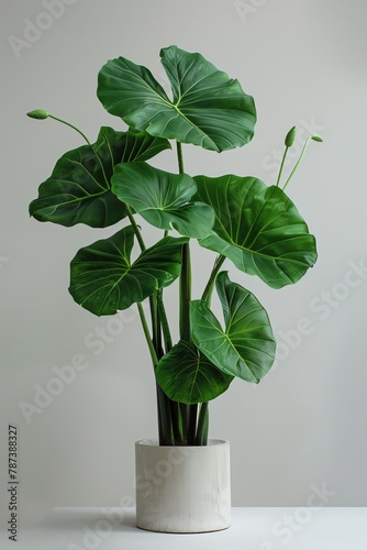 Showcases large, lush green leaves and is often known for its beautiful flowers, but its green form is also visually striking on its own photo