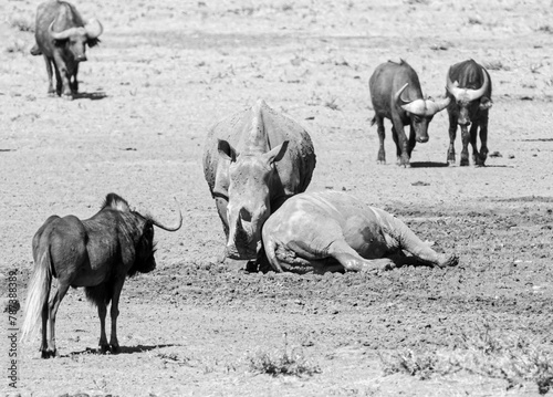 White Rhino And Buffalo