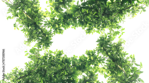 Bright Sunlight Shining Through Lush Green Tree Canopy