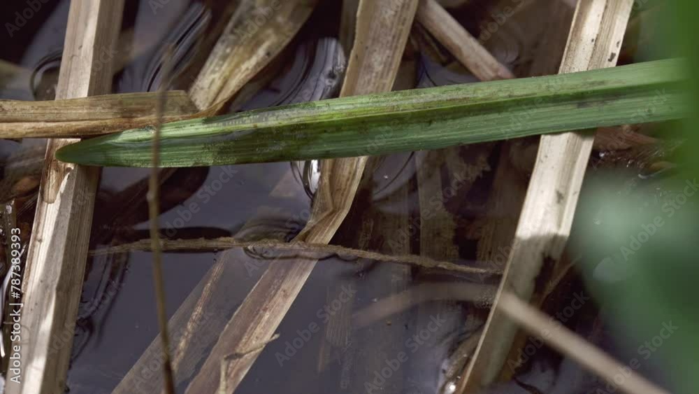 tadpoles in a pond in spring tadpoles in a pond in spring