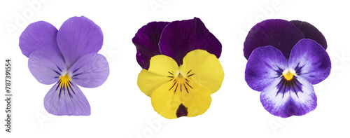 Fleurs de Viola cornuta photo