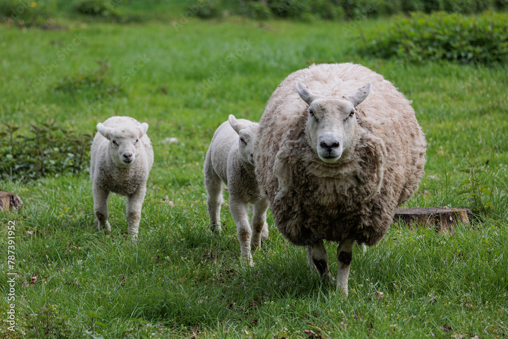 Schafe im Münsterland zur Frühlingszeit Schafe im Münsterland zur Frühlingszeit