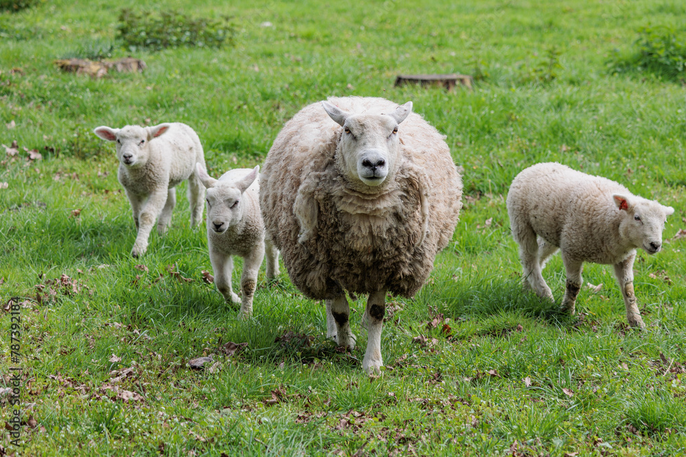Schafe im Münsterland zur Frühlingszeit Schafe im Münsterland zur Frühlingszeit