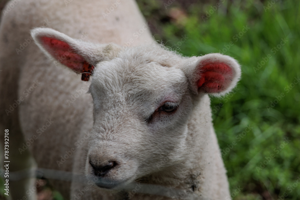 Schafe im Münsterland zur Frühlingszeit