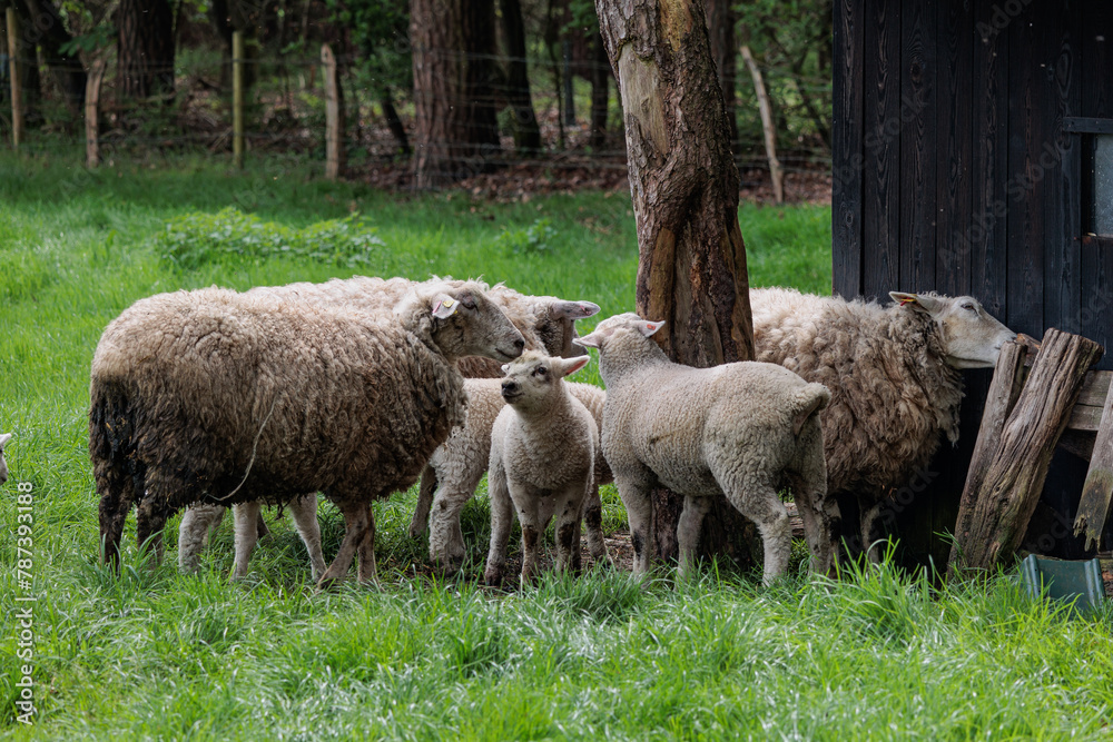 Schafe im Münsterland zur Frühlingszeit Schafe im Münsterland zur Frühlingszeit