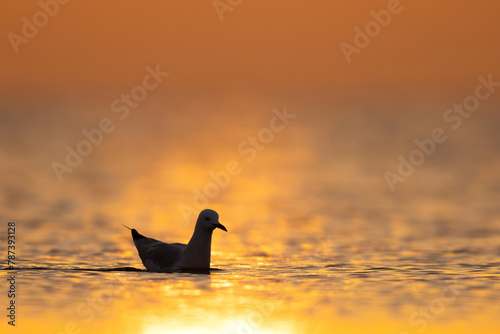 Silhouette of a Slender-billed gull during morning hours at Asker coast of Bahrain photo