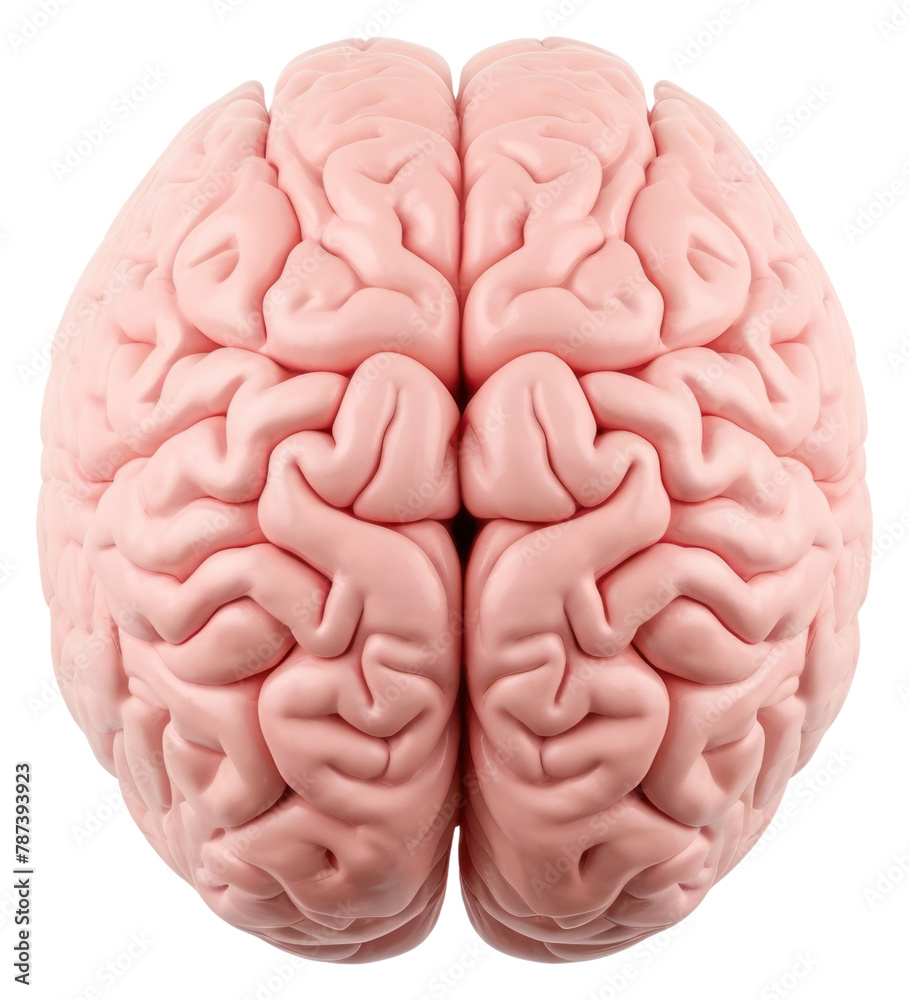 PNG Human brain white background tomography medical. 