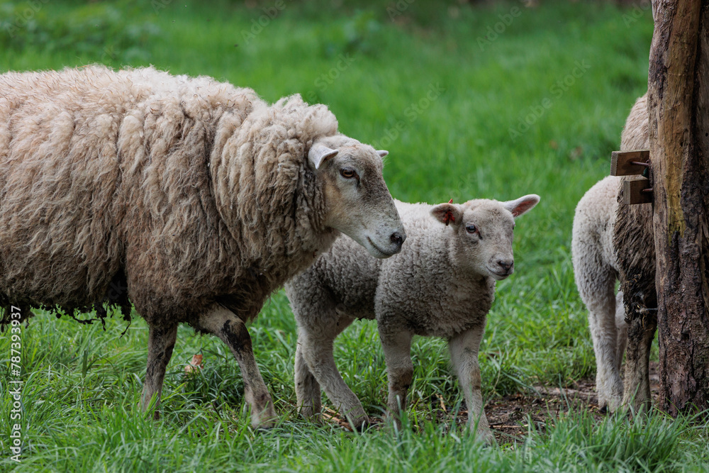 Schafe im Münsterland zur Frühlingszeit Schafe im Münsterland zur Frühlingszeit