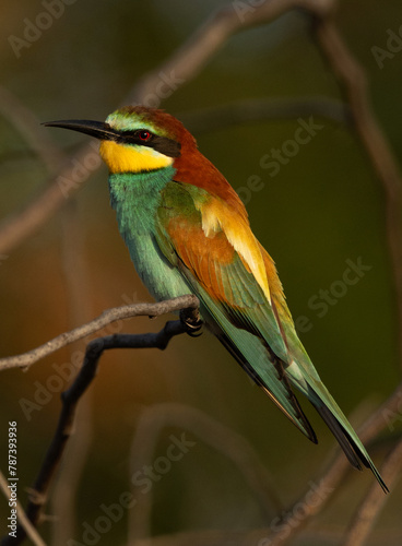 Splendid colour of a European bee-eater perched on a tree, Bahrain