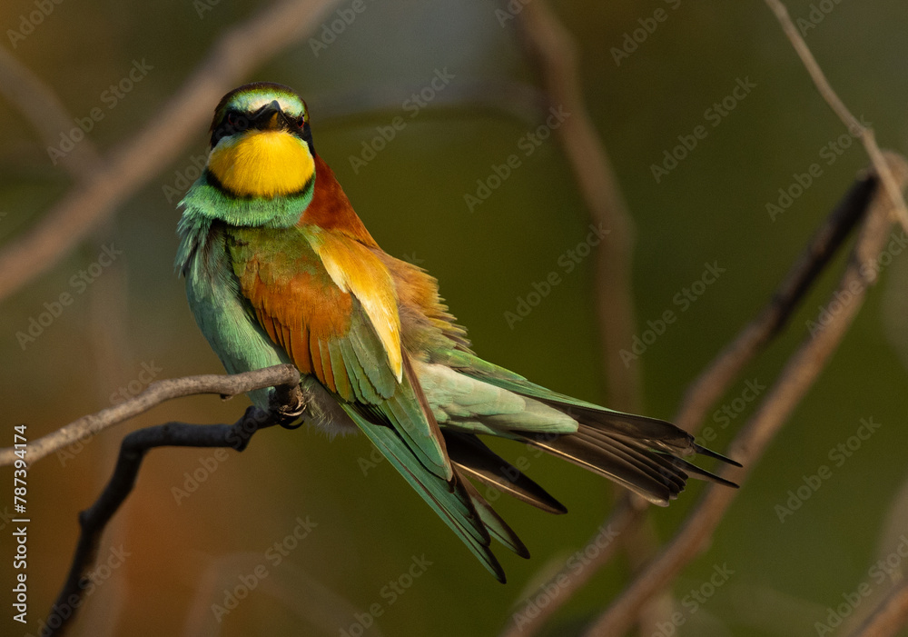 Obraz premium European bee-eater with dramtic coat, perched on a tree, Bahrain