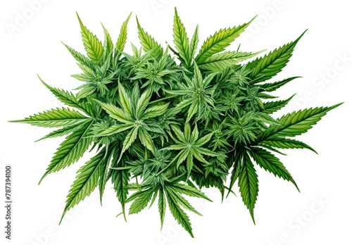 PNG Cannabis plant herbs leaf transparent background