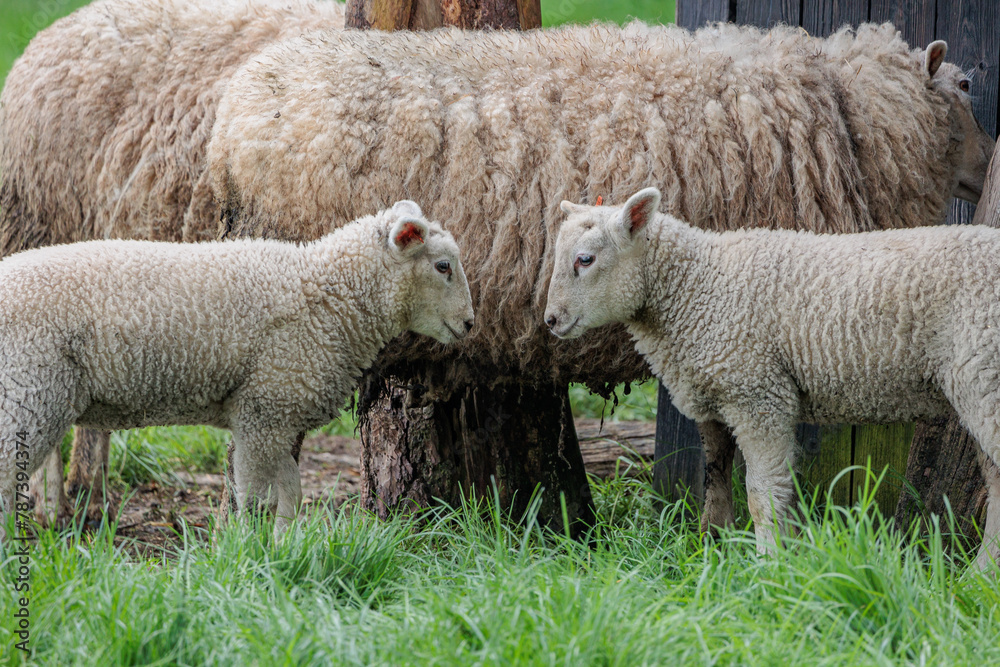 Schafe im Münsterland zur Frühlingszeit Schafe im Münsterland zur Frühlingszeit