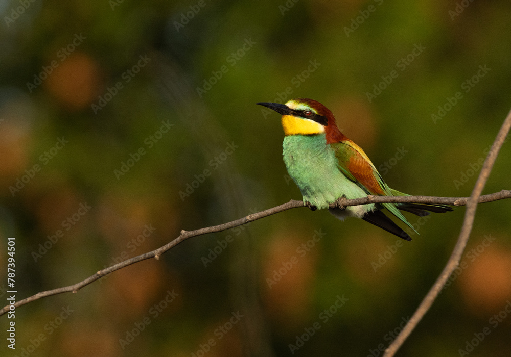 European bee-eater on green perched on acacia tree, Bahrain European bee-eater on green perched on acacia tree, Bahrain