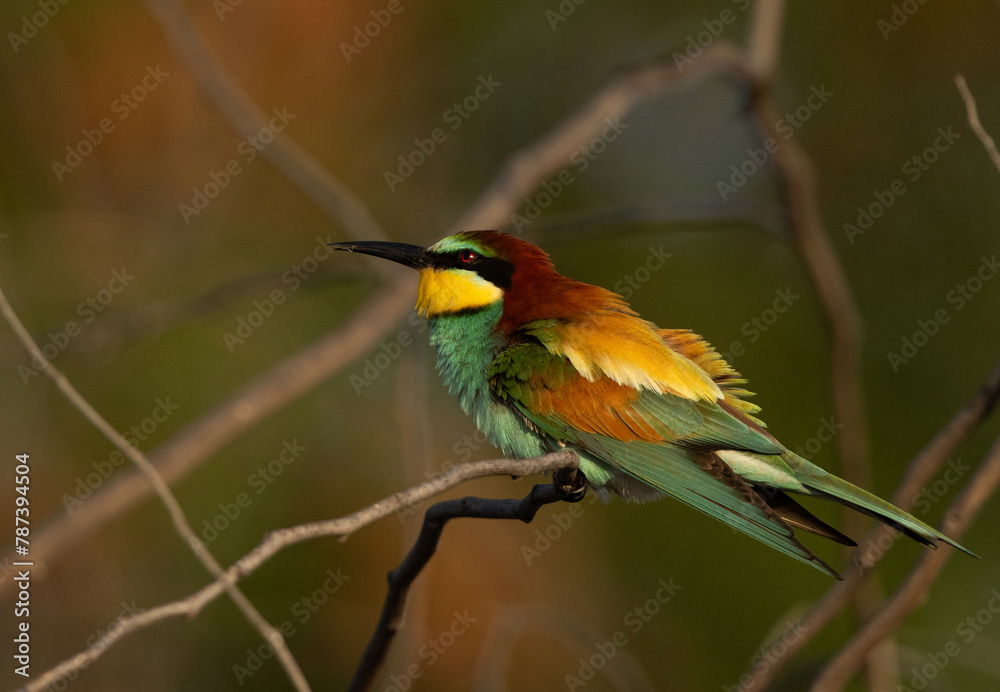 European bee-eater in the morning light perched on a tree, Bahrain European bee-eater in the morning light perched on a tree, Bahrain