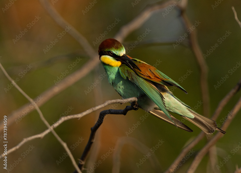 Fototapeta premium European bee-eater preening, Jasra, Bahrain
