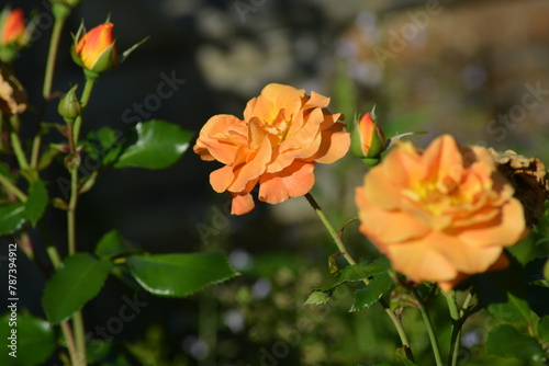 Leuchtende orangefarbene Rosen-Gartenromantik in warmen Farben