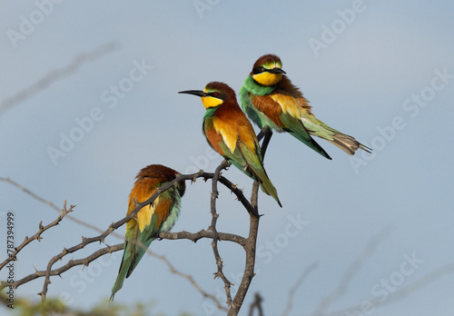 Beautiful European bee-eaters perched on acacia tree, Bahrain