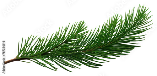 PNG Pinaceae rosemary spruce branch.