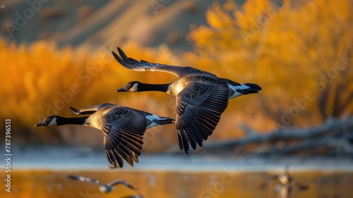 Two geese flying in perfect synchronization