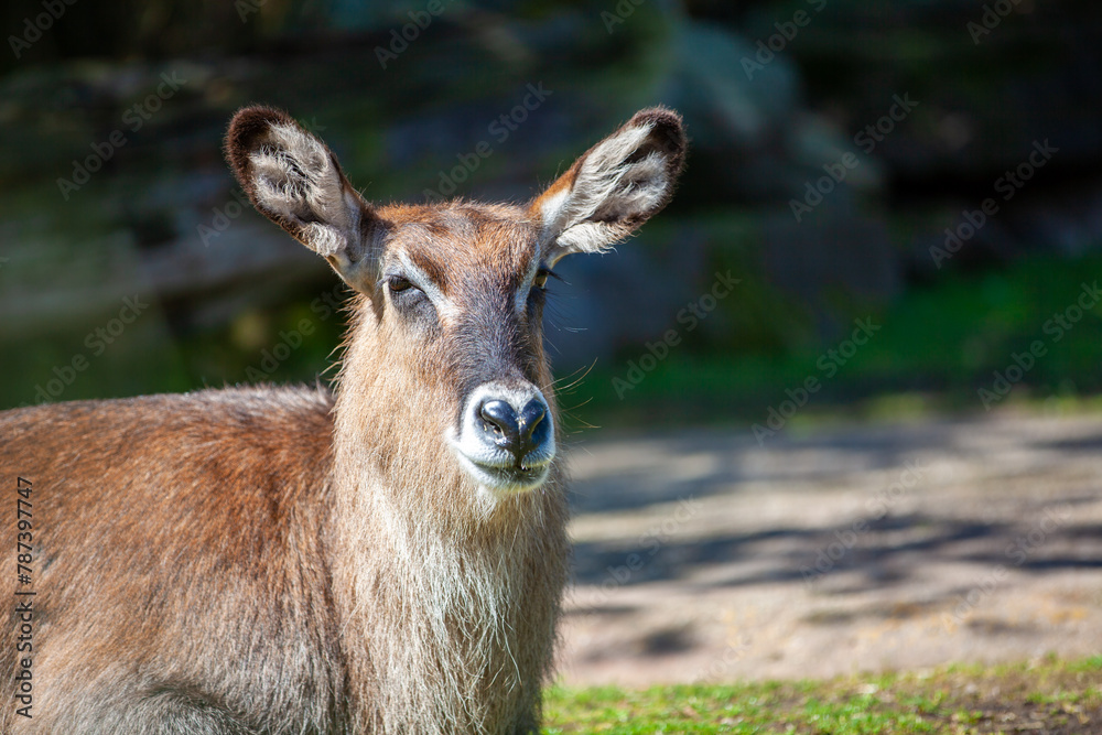 Ein Ellipsen Wasserbock eine Antilopenart Ein Ellipsen Wasserbock eine Antilopenart