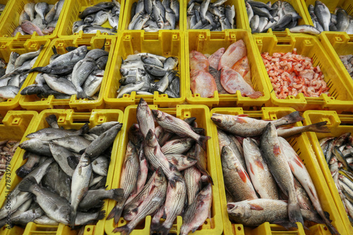 fresh fish at Akko market