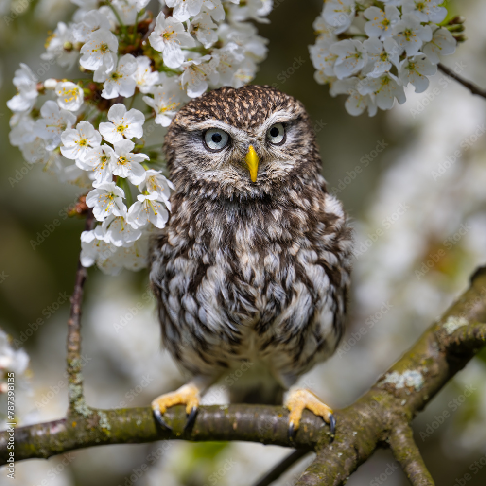 Common Owl on a flowering tree. Athene noctua. The Czech republic. Common Owl on a flowering tree. Athene noctua. The Czech republic.