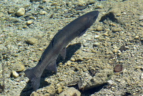 Regenbogenforelle,  Oncorhynchus mykiss